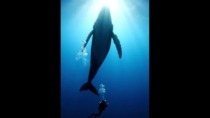 纯肉动漫在线播放观看 - 深蓝星球：探索海洋深处的未知世界